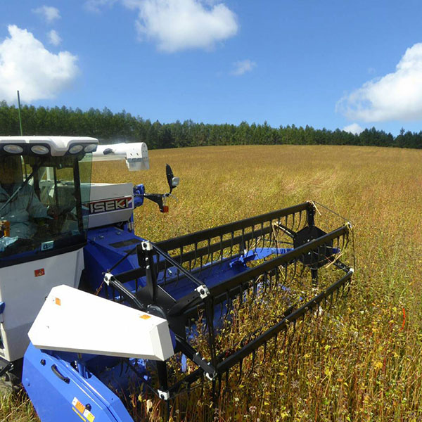 蕎麦の実を刈り取る作業