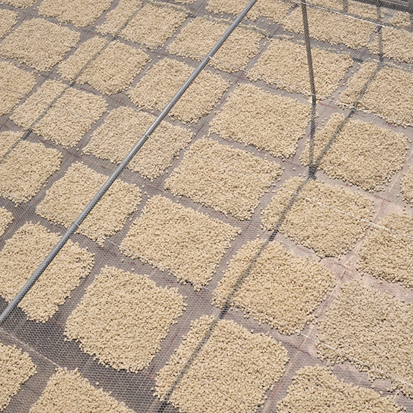 天日干しの様子