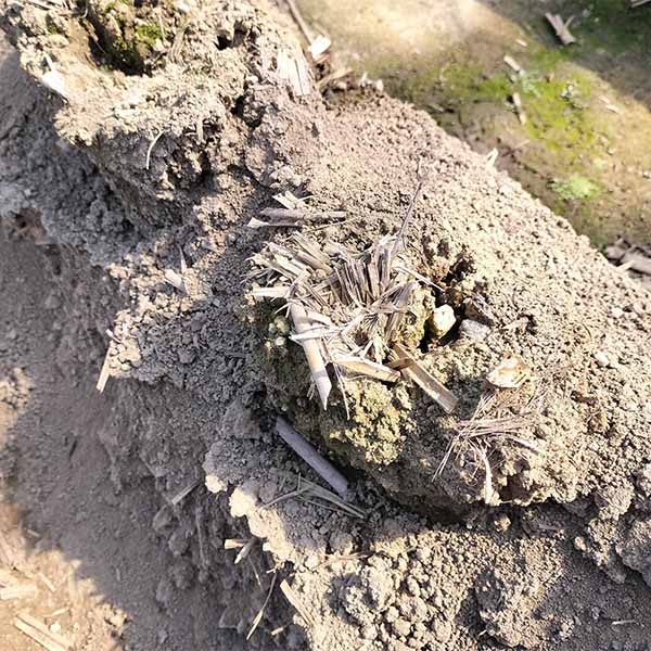 泉州の砂壌土