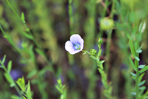 長白工坊 有機えごま油 有機アマニ油 パンプキンシード油3本ギフトセット 110g 3 全国お取り寄せ イオンショップ イオンショップ 長白工坊 有機えごま油 有機アマニ油 パンプキンシード油3本ギフトセット 110g 3 全国お取り寄せ イオンショップ イオンショップ