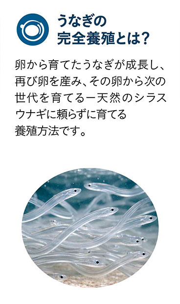 うなぎの完全養殖とは？