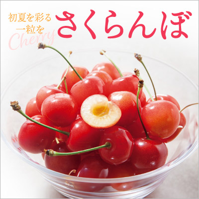 ひかり輝くジューシーな一粒を 産地直送 さくらんぼ
