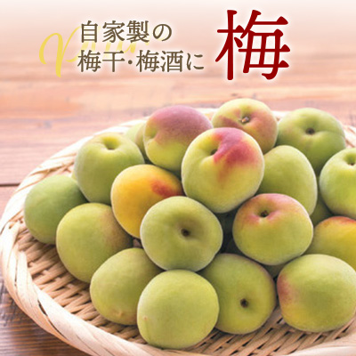 自家製の梅干・梅酒に