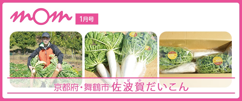 mom1月号 京都府・舞鶴市 佐波賀だいこん