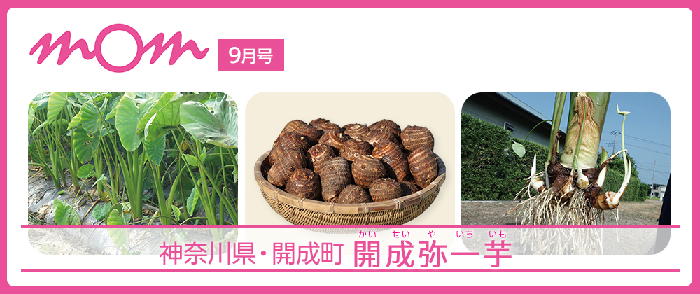 mom9月号 神奈川県・開成町 開成弥一芋