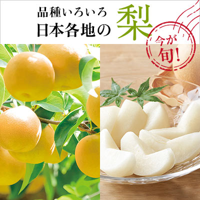 今が旬！品種いろいろ　日本各地の梨｜名産地から、みずみずしい自慢の梨をお届け。