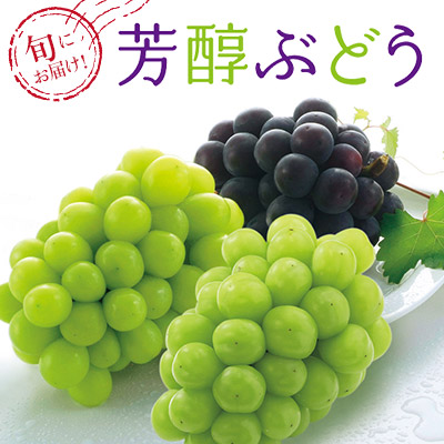 産地直送！全国各地のぶどうを取り揃えています。ギフトにも自分ご褒美にもどうぞ