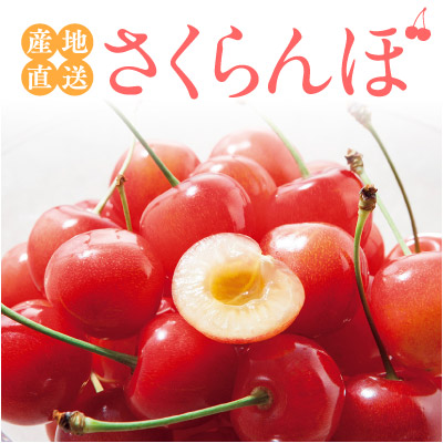 産地直送さくらんぼ