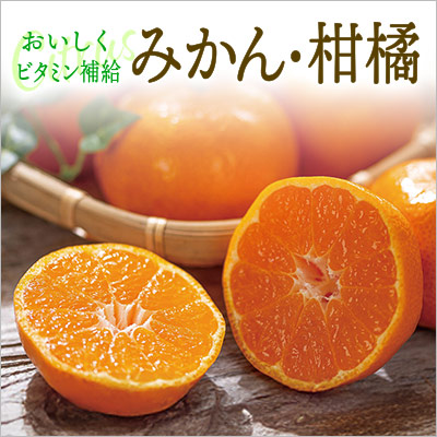 旬の柑橘・みかん