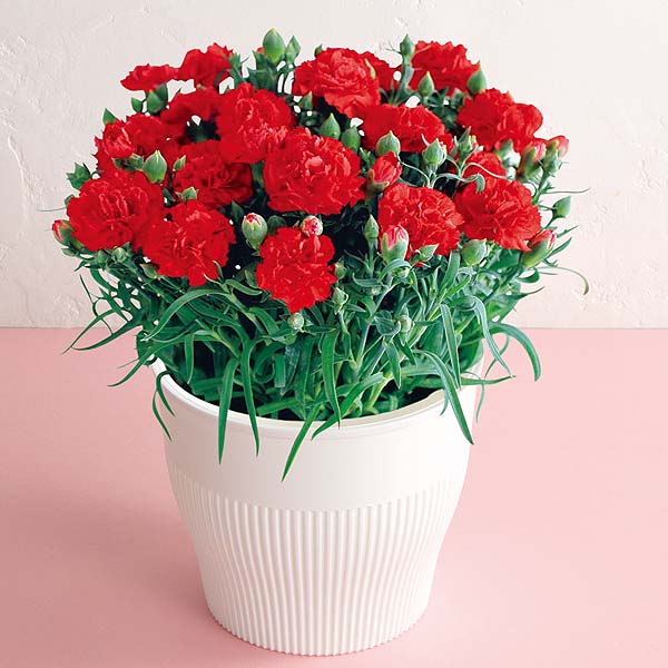 アサミグリーンプランツ カーネーション「伝えたい想い」(SUSTEE付)＋神戸スイーツポートの母の日2層バウム(プレーン＆いちご)【母の日】　商品画像1