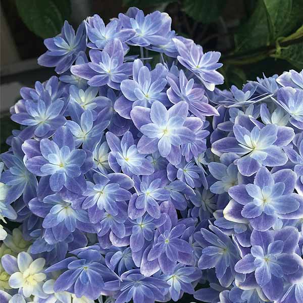 島根アジサイ研究会 あじさい「万華鏡」(SUSTEE付)【限定300点】【母の日】　商品画像1