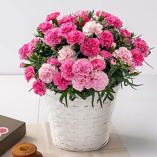 ホシファーム カーネーション＆焦がしキャラメルがしみ込んだバーム4個【母の日】　商品画像1