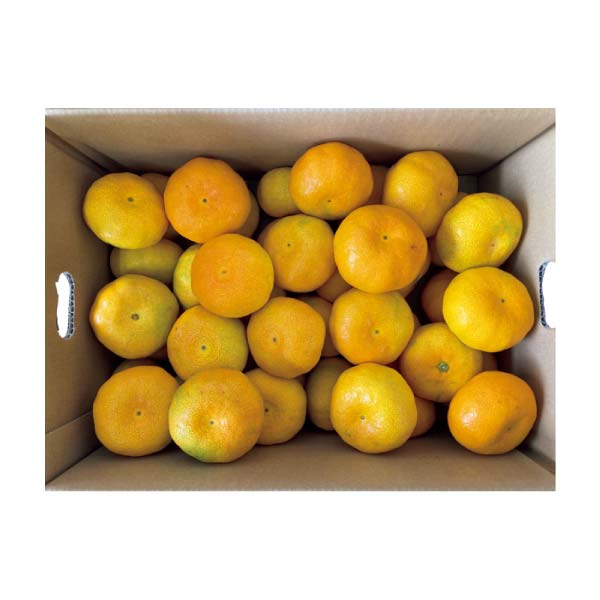 熊本県産 福嶌 豪さんのマル嶌みかん(お届け期間：12/1〜12/31)【冬の贈りもの・お歳暮】　商品画像1