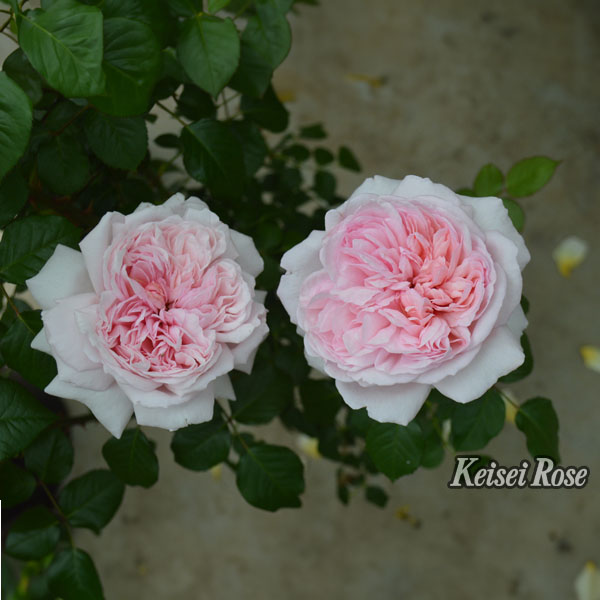 京成バラ園 バラ大苗『シェーンハイト』 4.5号大苗【お取り寄せ】　商品画像1