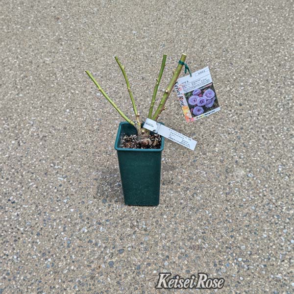 京成バラ園 バラ大苗『アダージョ』 4.5号大苗【お取り寄せ】　商品画像1