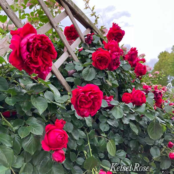 京成バラ園 バラ大苗『ルージュ ピエールドゥ ロンサール』 4.5号大苗【お取り寄せ】　商品画像1