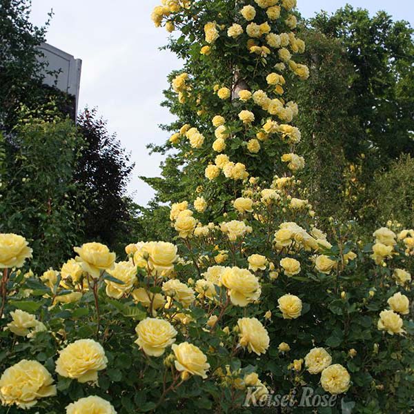 京成バラ園 バラ大苗『ベル ロマンチカ』 4.5号大苗【お取り寄せ】　商品画像1