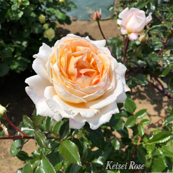 京成バラ園 バラ大苗『G.D.ルイーズ』 4.5号大苗【お取り寄せ】　商品画像1
