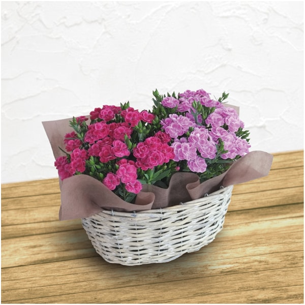 日比谷花壇 カーネーション「スイーツ」2鉢バスケット(SUSTEE付)【母の日】　商品画像1