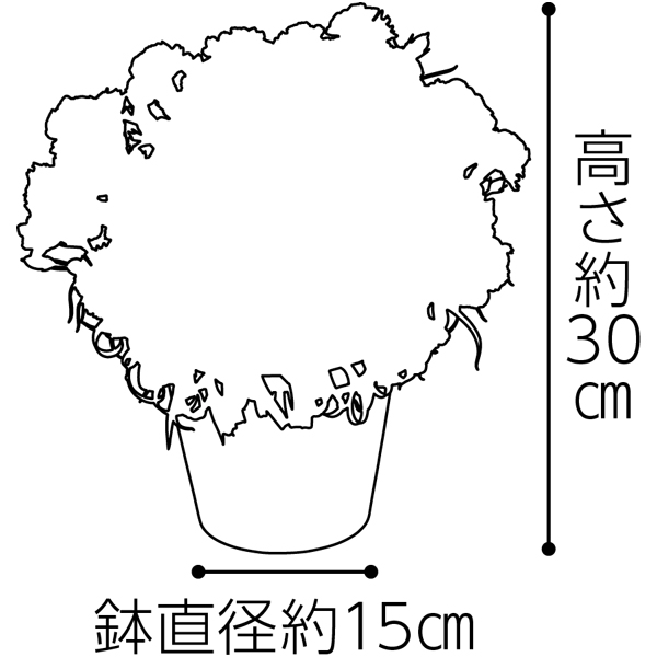 タカハシプランテーション カーネーション「フェアリースマイル」(SUSTEE付)【母の日】 花 タカハシプランテーション カーネーション「フェアリースマイル」(SUSTEE付)【母の日】 花