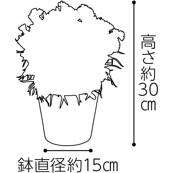 タカハシプランテーション カーネーション「スカイビュー」(SUSTEE付)【母の日】 花 タカハシプランテーション カーネーション「スカイビュー」(SUSTEE付)【母の日】 花