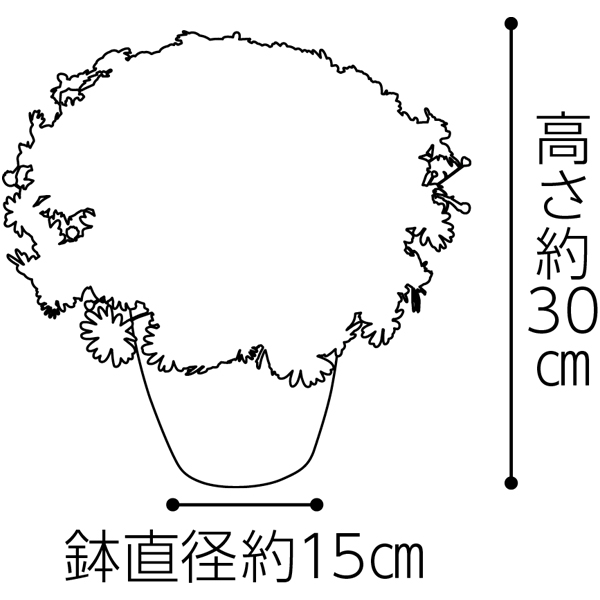 タカハシプランテーション マーガレット「ストロベリーホイップ」(SUSTEE付)【母の日】 花 タカハシプランテーション マーガレット「ストロベリーホイップ」(SUSTEE付)【母の日】 花