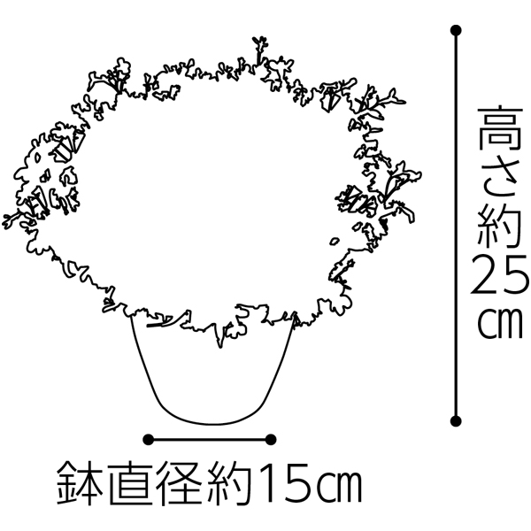 タカハシプランテーション ロベリア「アーリースプリング」(SUSTEE付)【母の日】 花 タカハシプランテーション ロベリア「アーリースプリング」(SUSTEE付)【母の日】 花