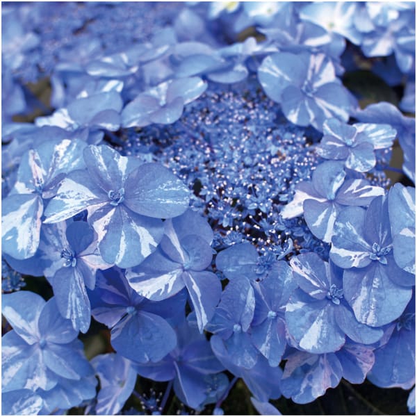 宮崎園芸 あじさい「サニーデイズ」(SUSTEE付)【母の日】　商品画像1