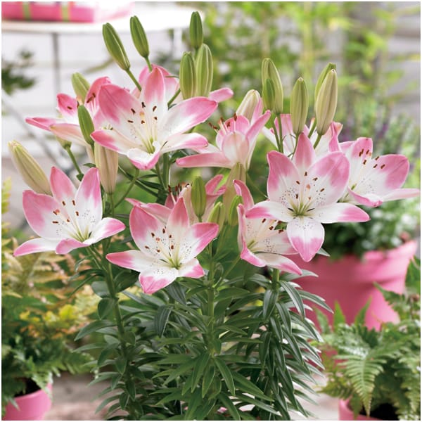 HANAMICHI ユリ「シュガーラブ」(SUSTEE付)【母の日】 商品画像1