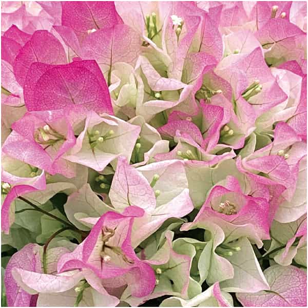 石井園芸 ブーゲンビリア「クリスタルピンク」(SUSTEE付)【母の日】　商品画像1