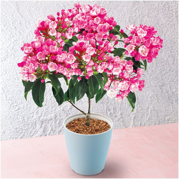 豊島園芸 カルミア オスボレッド ｓｕｓｔｅｅ付 母の日 イオンショップ イオンショップ