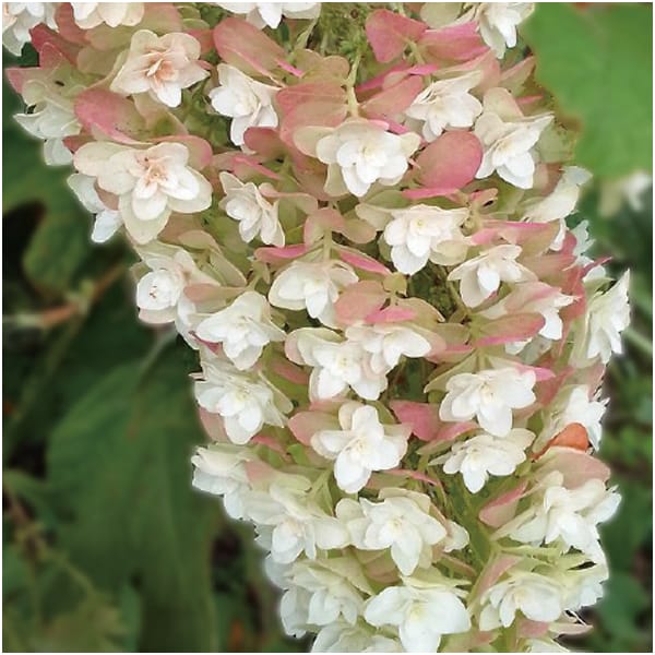 かしわばあじさい「スノーフレーク」(SUSTEE付)【母の日】　商品画像1