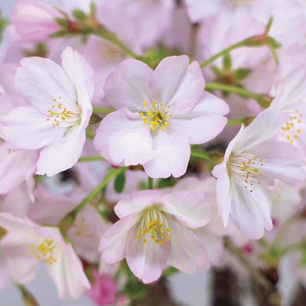 フローラル・プロダクツ テーブル盆栽「御殿場桜」(お届け期間：12/11〜12/31)【冬の贈りもの・お歳暮】　商品画像1