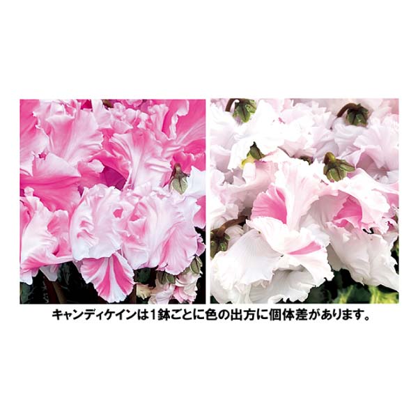 愛花園 シクラメン「キャンディケーン」(SUStee付)(お届け期間：12/11〜12/31)【冬の贈りもの・お歳暮】　商品画像1