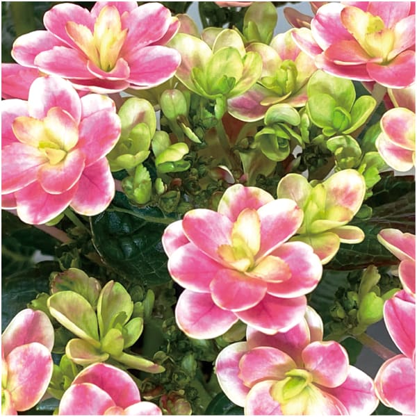 宮崎園芸 あじさい「凛」(SUSTEE付)【母の日】 商品画像1