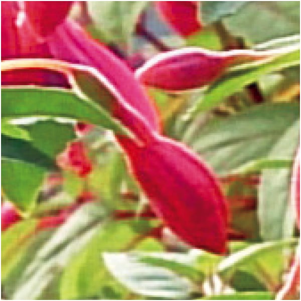 田中園芸 フクシア「ジョリーズ・ナンテス」(SUSTEE付)【母の日】 商品画像1