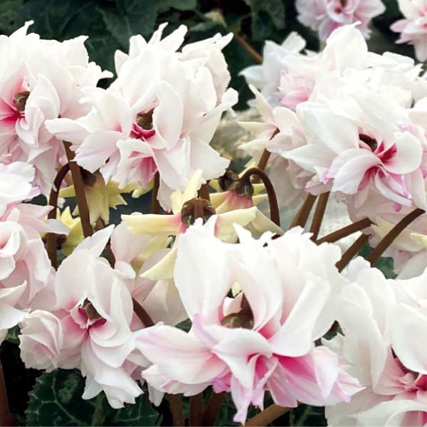 矢祭園芸 シクラメン「ローゼス」ピンクバイカラー 万重咲き(SUSTEE付)(お届け期間:12/11〜12/31)【冬の贈りもの・お歳暮】 商品画像1