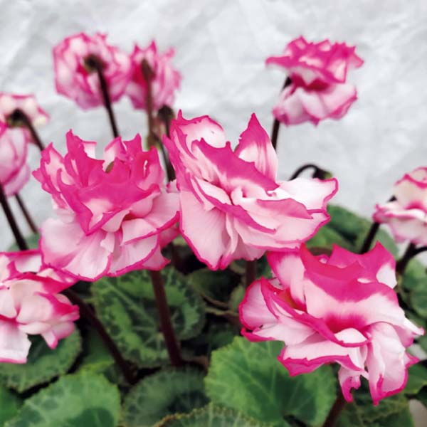 矢祭園芸 シクラメン「チモ・ビクトリア」(SUSTEE付)(お届け期間:12/11〜12/31)【冬の贈りもの・お歳暮】 商品画像1