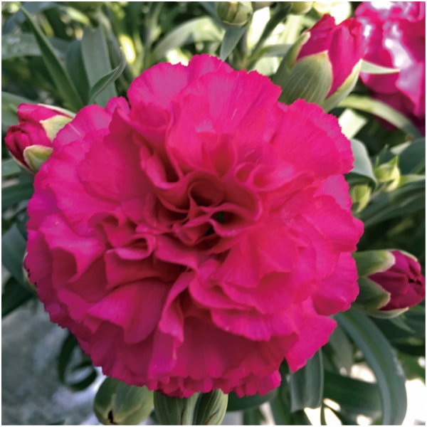 矢祭園芸 カーネーション「ムジカ」(SUSTEE付)【母の日】　商品画像1