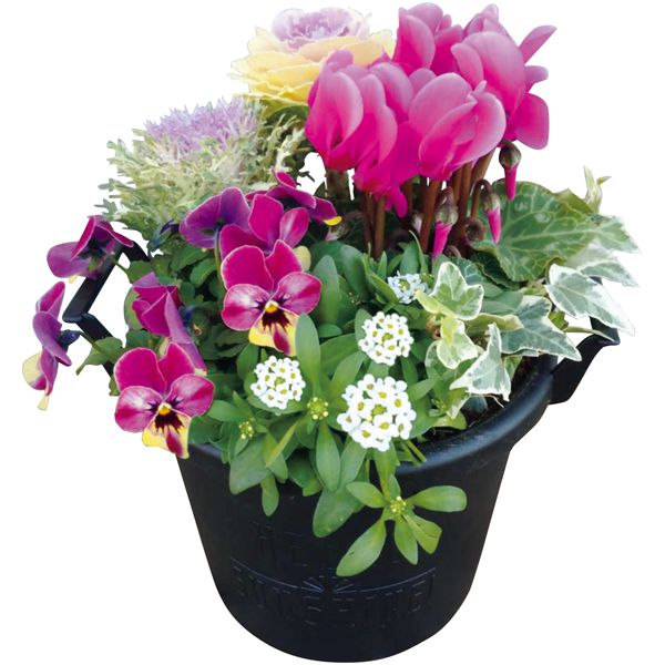 花の海 冬の寄せ植え Winter Garden Sustee付 お届け期間 12 1 12 30 冬ギフト お歳暮 イオンショップ イオンショップ 花の海 冬の寄せ植え Winter Garden Sustee付 お届け期間 12 1 12 30 冬ギフト お歳暮 イオンショップ イオンショップ