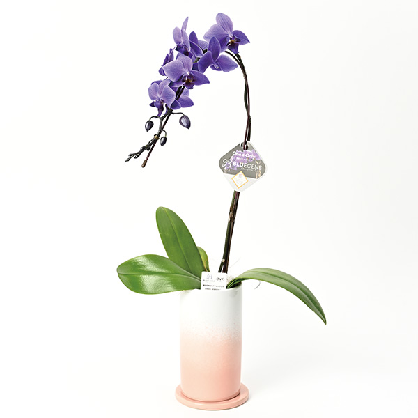 石原産業 胡蝶蘭「BLUE GENE(ブルージーン)」(SUStee付)1本立ち(お届け期間：7/1〜8/15)【夏の贈りもの・お中元】　商品画像1
