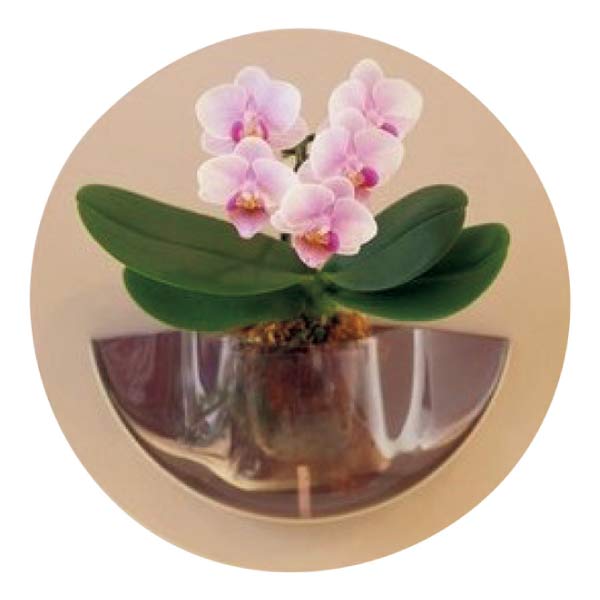 ranto 胡蝶蘭 HALO(お届け期間：7/1〜8/15)【夏の贈りもの・お中元】　商品画像1