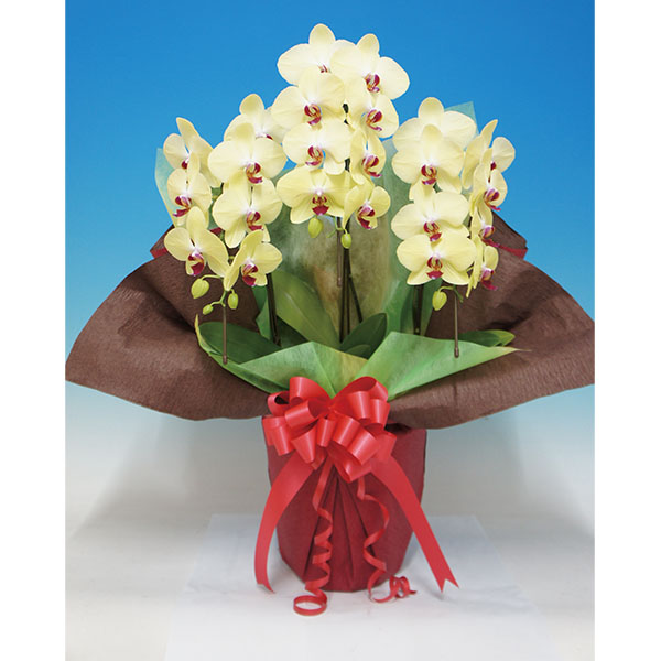 マルイ洋蘭開発センター 輪胡蝶蘭2本立ち「フォーチュンザルツマン」(SUSTEE付)【父の日】 商品画像1