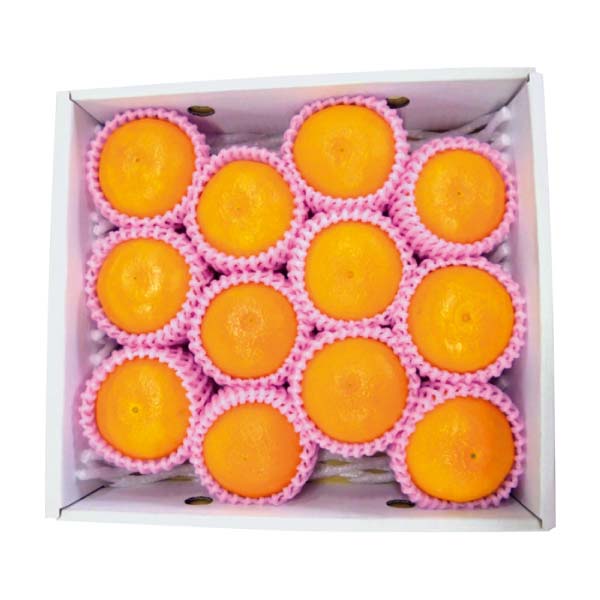 大分県産 ゼリーオレンジ・サンセレブ(お届け期間：11/25〜12/31)【冬の贈りもの・お歳暮】　商品画像1