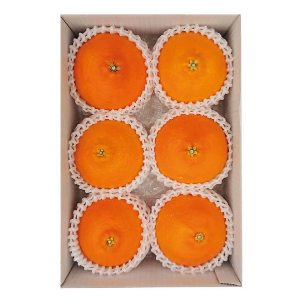 愛媛県産 紅まどんな(お届け期間：11/25〜12/31)【冬の贈りもの・お歳暮】　商品画像1