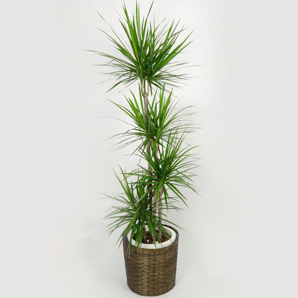 リーフ 観葉植物 コンシンネ8寸（SUSTEE付き）【年間ギフト】　商品画像1