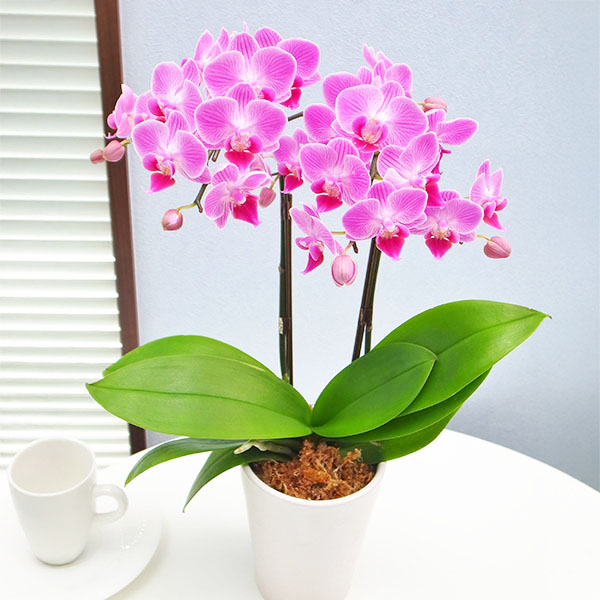 椎名洋ラン園 テーブル胡蝶蘭2本立陶器鉢入り(SUSTEE付)＋長崎和三盆カステラ【敬老の日】　商品画像1