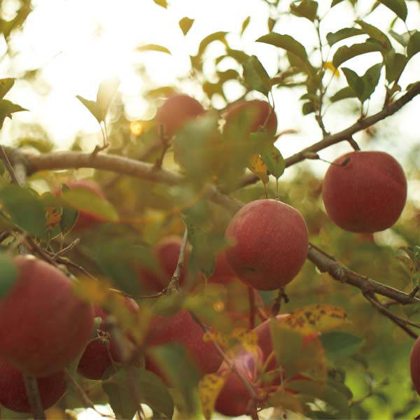 青森県産 ご家庭用 あおもり海りんご 5kg(お届け期間：12/1〜12/31)【冬の贈りもの・お歳暮】　商品画像1