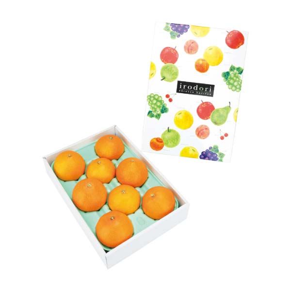 愛媛県産 紅まどんな 1.5kg(お届け期間：11/25〜12/31)【冬の贈りもの・お歳暮】　商品画像1