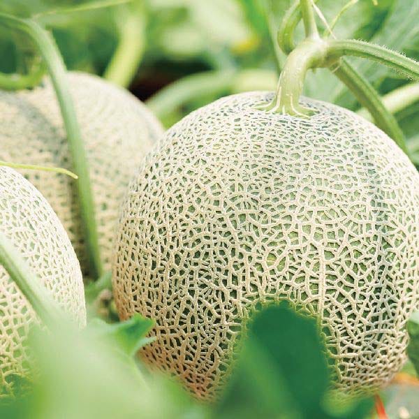 茨城県産(JA茨城旭村) オトメメロン(3Lサイズ4個)【お届け期間:4月27日〜5月17日】【KN】　商品画像1